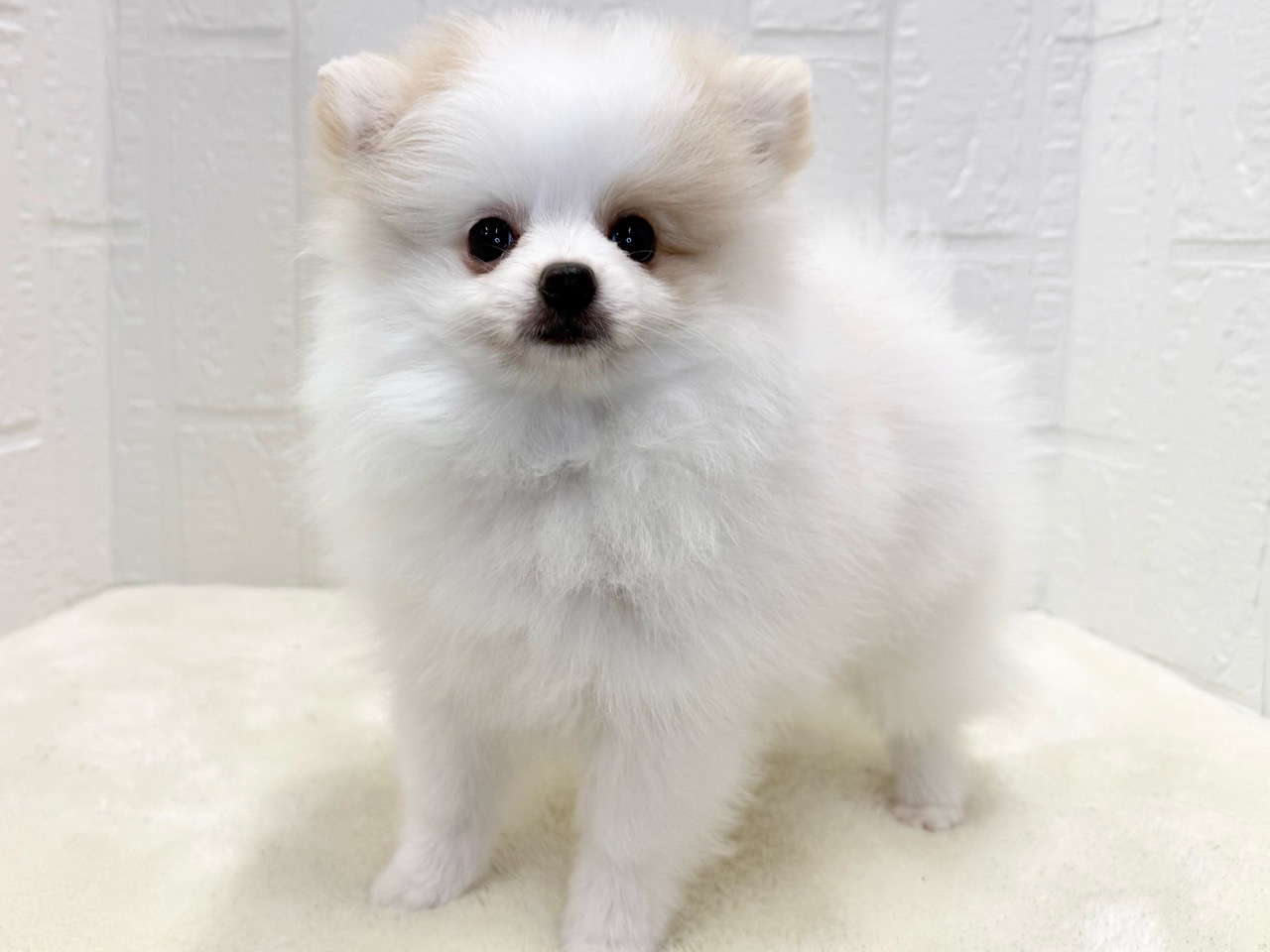 東京都のポメチワ/チワポメ/ポメチー(ポメラニアン×チワワ) (かねだい青梅店/2025年8月4日生まれ/男の子/クリームレッド)の子犬の4枚目の画像