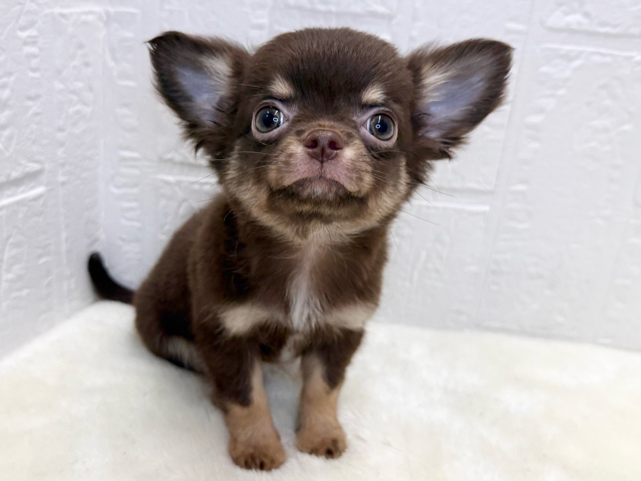 東京都のチワワ(ロング) (かねだい青梅店/2025年8月12日生まれ/男の子/チョコレートタン)の子犬の1枚目の画像