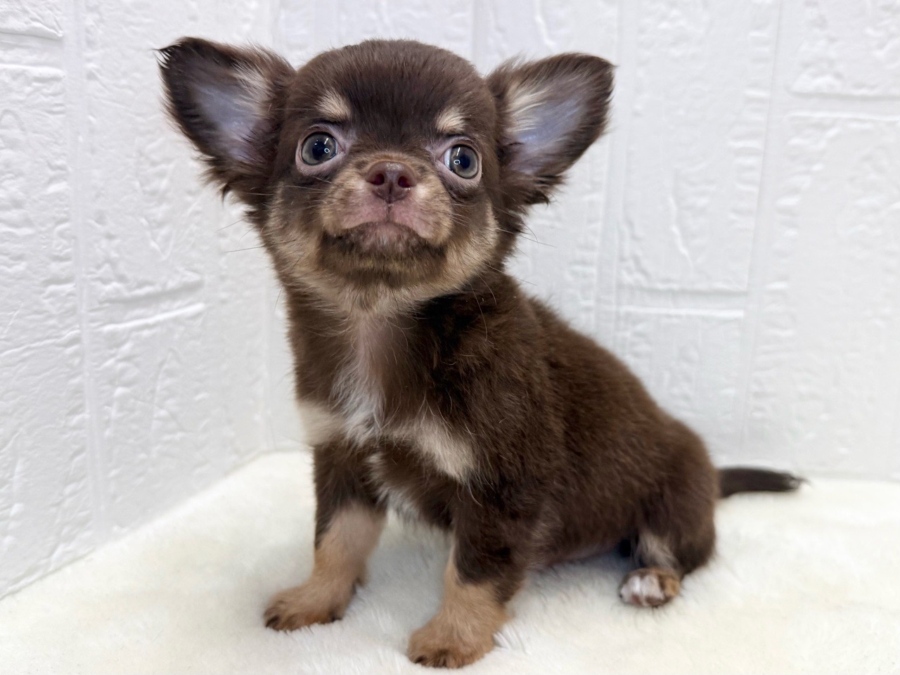 東京都のチワワ(ロング) (かねだい青梅店/2025年8月12日生まれ/男の子/チョコレートタン)の子犬の2枚目の画像