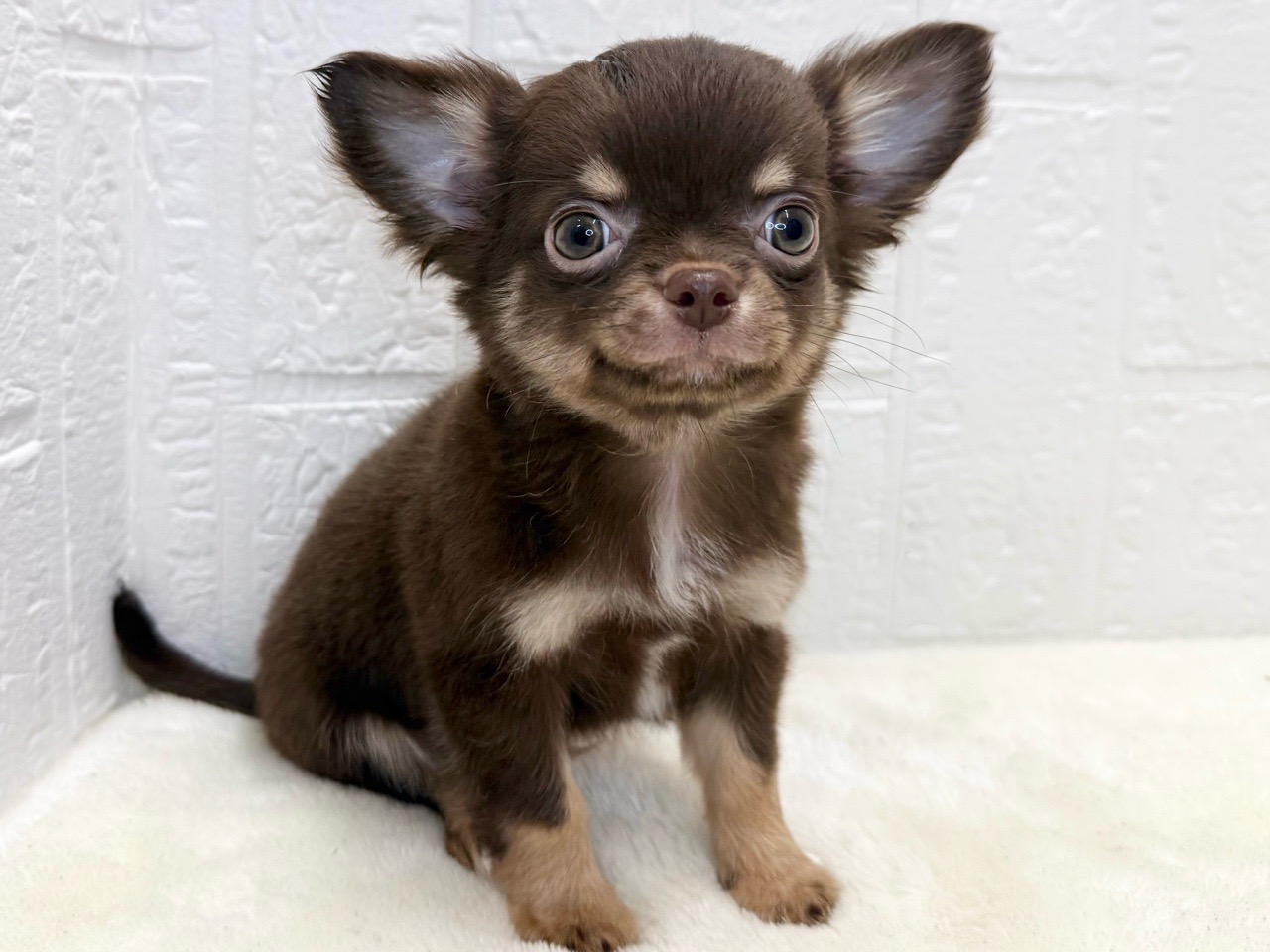東京都のチワワ(ロング) (かねだい青梅店/2025年8月12日生まれ/男の子/チョコレートタン)の子犬の3枚目の画像