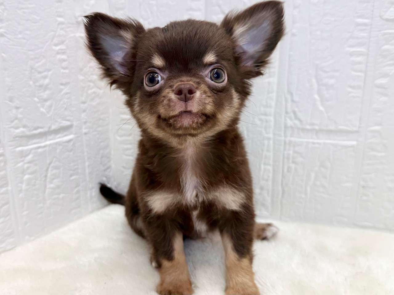 東京都のチワワ(ロング) (かねだい青梅店/2025年8月12日生まれ/男の子/チョコレートタン)の子犬の4枚目の画像