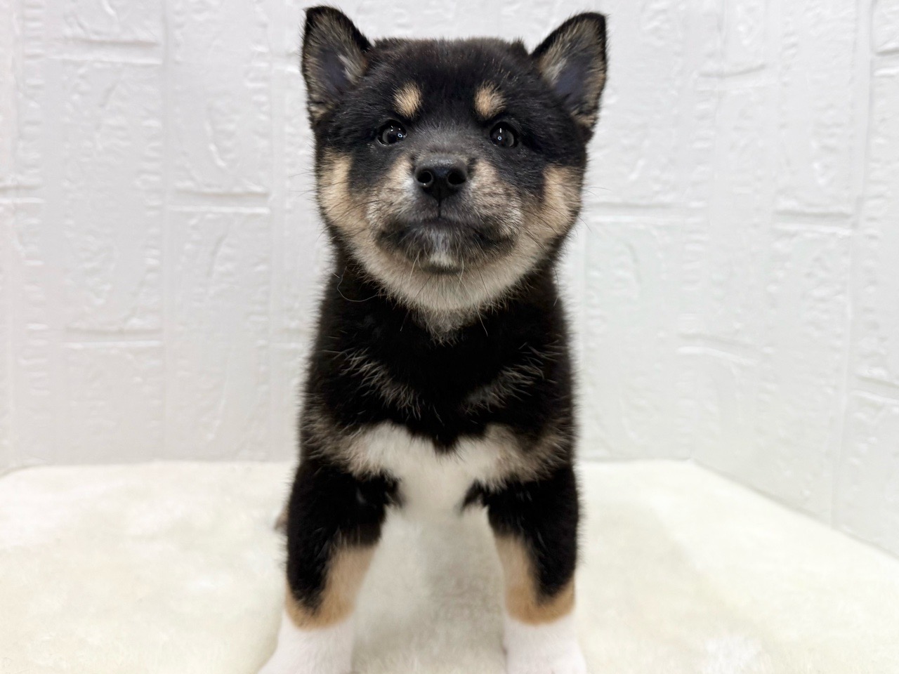 東京都の柴犬(標準サイズ) (かねだい青梅店/2025年8月18日生まれ/女の子/黒)の子犬の1枚目の画像