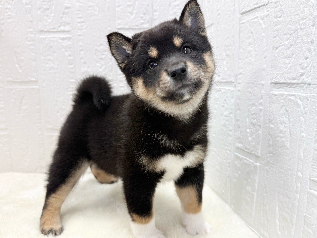 東京都の柴犬(標準サイズ) (かねだい青梅店/2025年8月18日生まれ/女の子/黒)の子犬の2枚目の画像