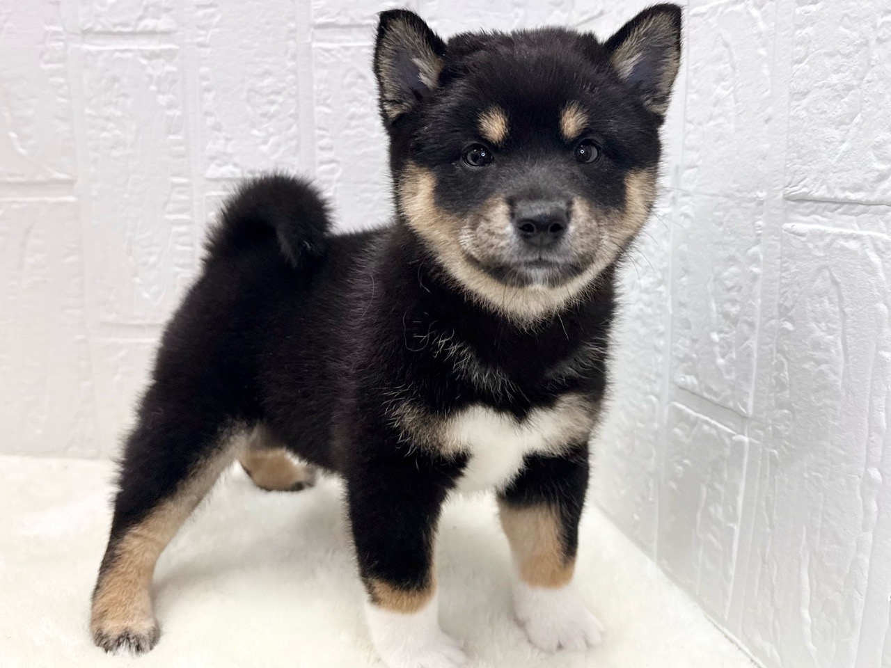 東京都の柴犬(標準サイズ) (かねだい青梅店/2025年8月18日生まれ/女の子/黒)の子犬の3枚目の画像