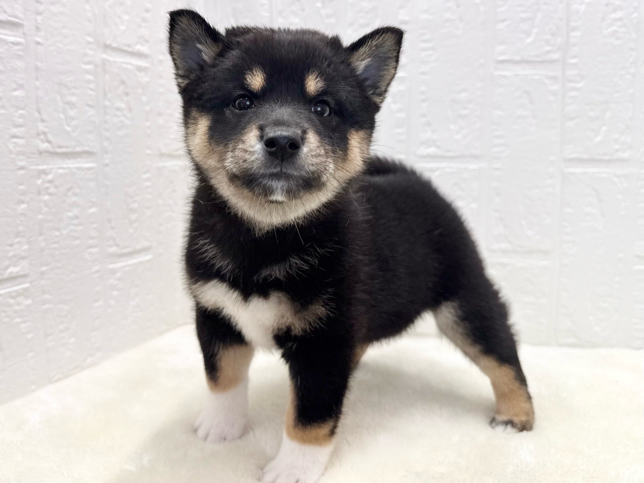 東京都の柴犬(標準サイズ) (かねだい青梅店/2025年8月18日生まれ/女の子/黒)の子犬の4枚目の画像