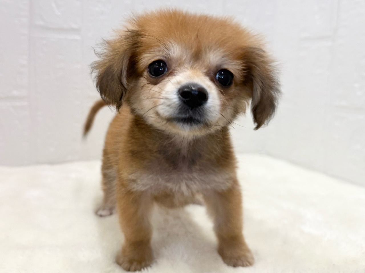 東京都のポメックス(ポメラニアン×ダックス) (かねだい青梅店/2025年8月19日生まれ/女の子/レッド)の子犬の2枚目の画像