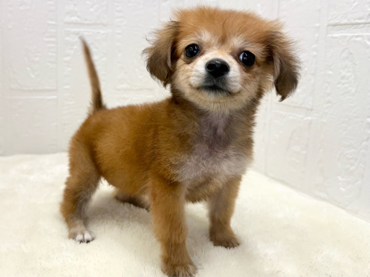 東京都のポメックス(ポメラニアン×ダックス) (かねだい青梅店/2025年8月19日生まれ/女の子/レッド)の子犬の3枚目の画像