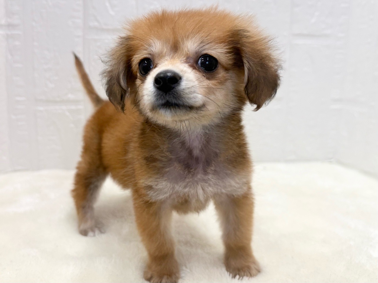 東京都のポメックス(ポメラニアン×ダックス) (かねだい青梅店/2025年8月19日生まれ/女の子/レッド)の子犬の4枚目の画像