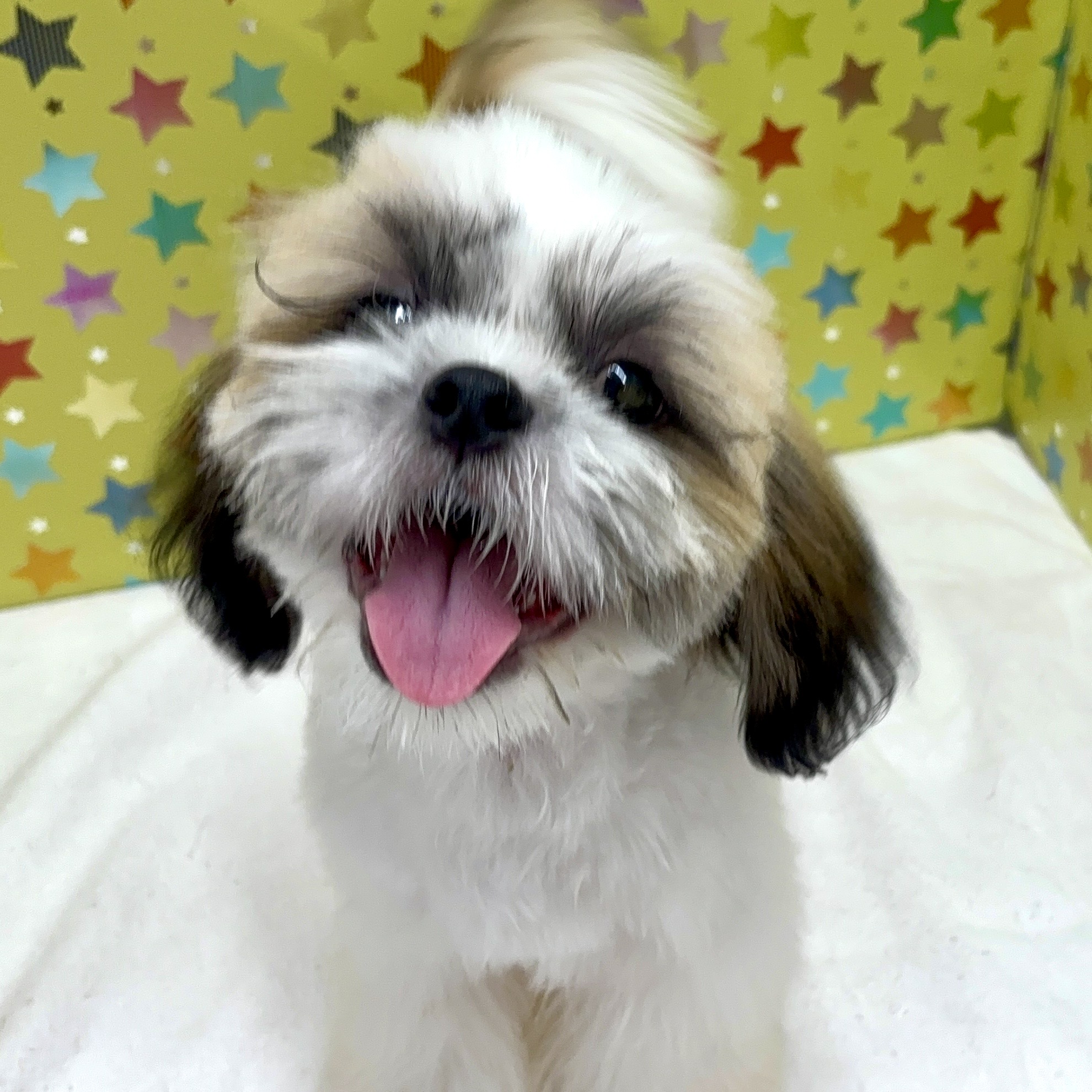 東京都のシーズー (かねだい足立店/2025年6月22日生まれ/男の子/ゴールドホワイト)の子犬の1枚目の画像