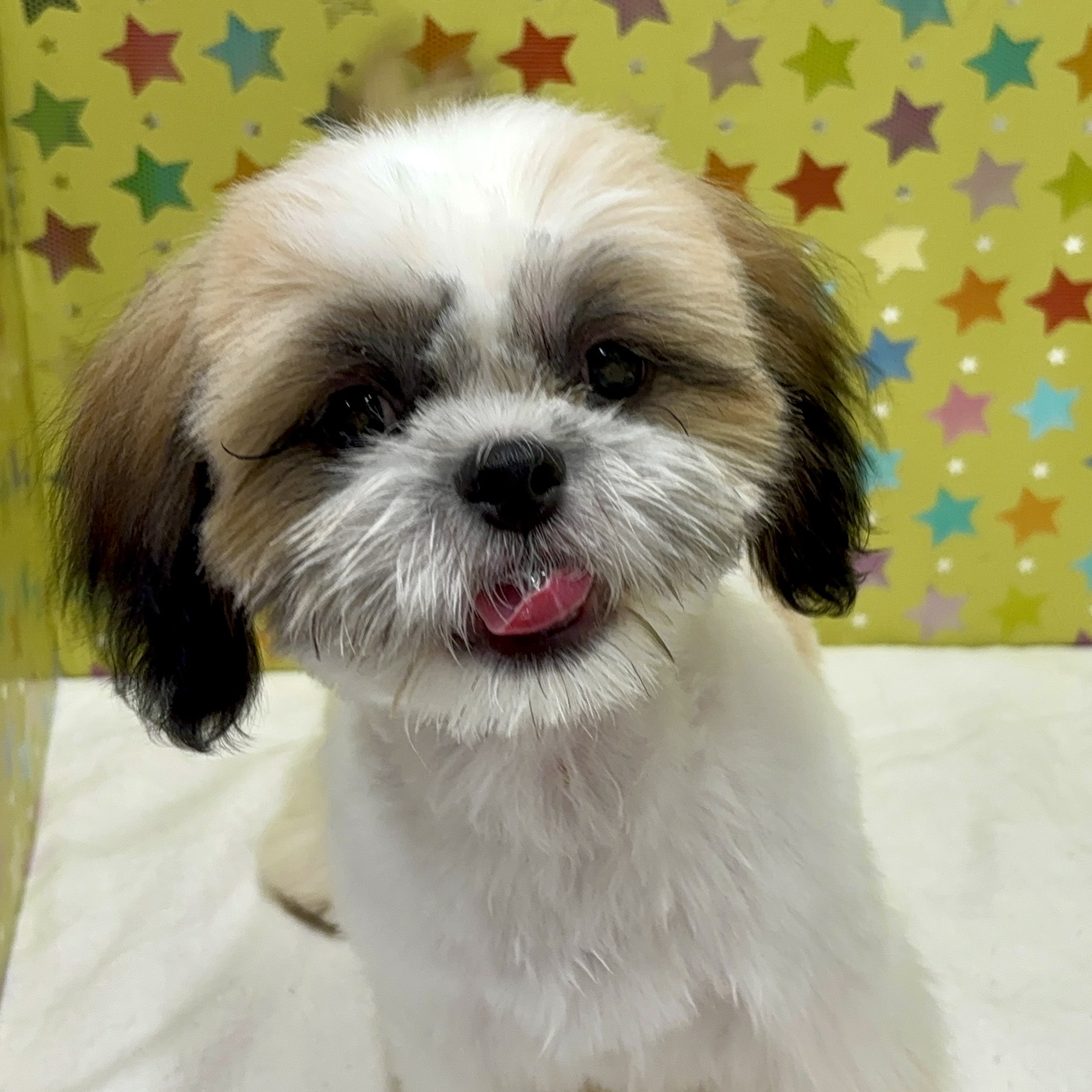 東京都のシーズー (かねだい足立店/2025年6月22日生まれ/男の子/ゴールドホワイト)の子犬の2枚目の画像