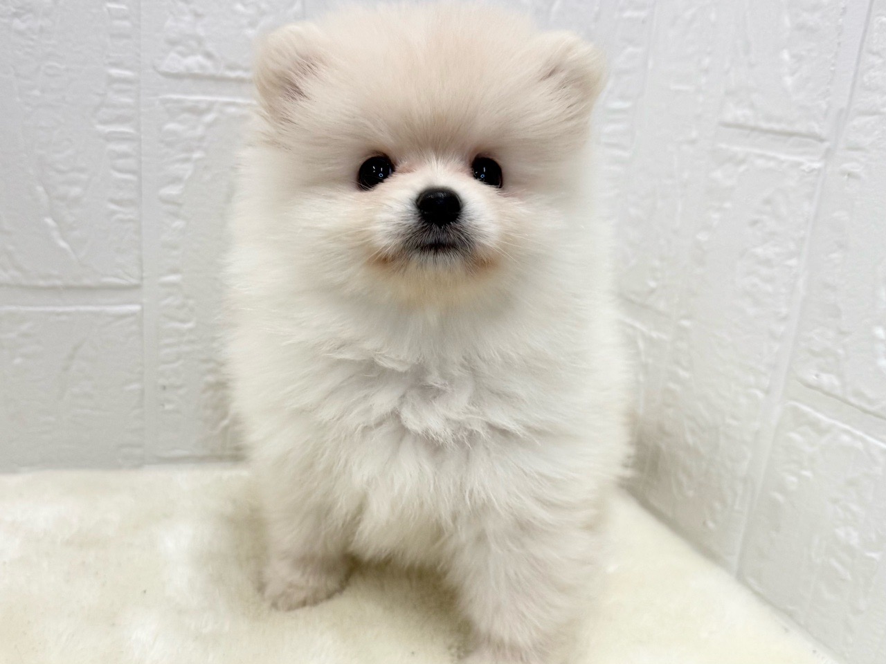 東京都のポメラニアン (かねだい青梅店/2025年8月26日生まれ/男の子/クリーム)の子犬の1枚目の画像