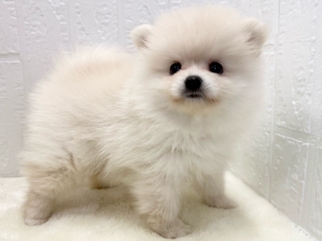 東京都のポメラニアン (かねだい青梅店/2025年8月26日生まれ/男の子/クリーム)の子犬の2枚目の画像