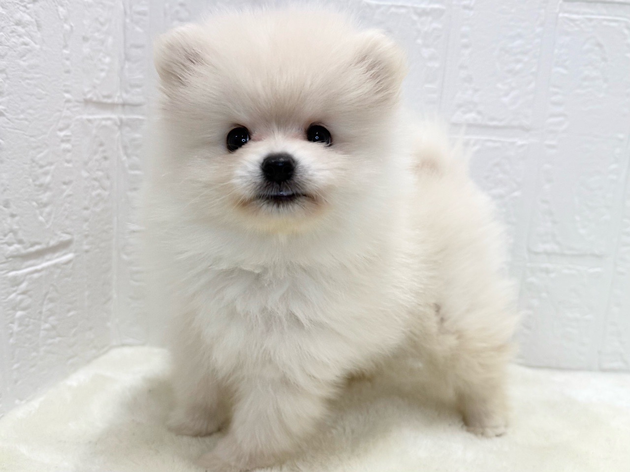 東京都のポメラニアン (かねだい青梅店/2025年8月26日生まれ/男の子/クリーム)の子犬の3枚目の画像