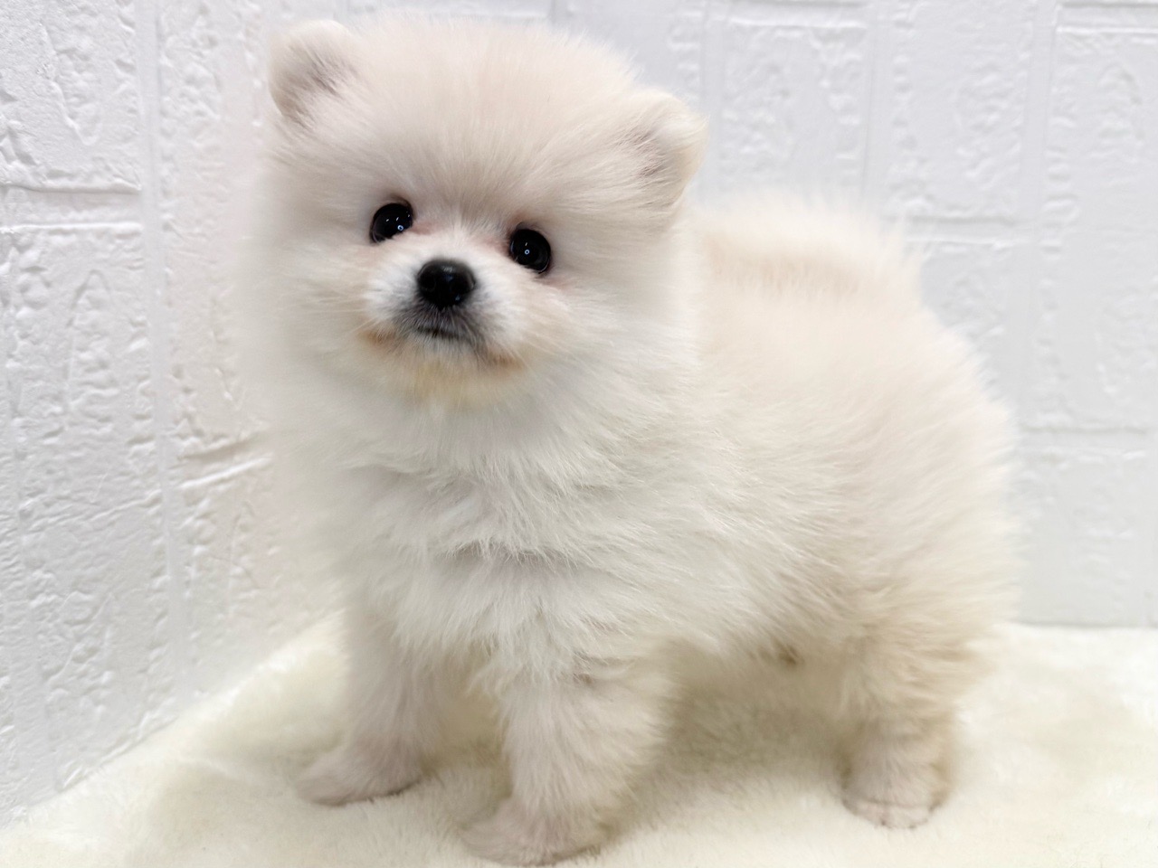 東京都のポメラニアン (かねだい青梅店/2025年8月26日生まれ/男の子/クリーム)の子犬の4枚目の画像