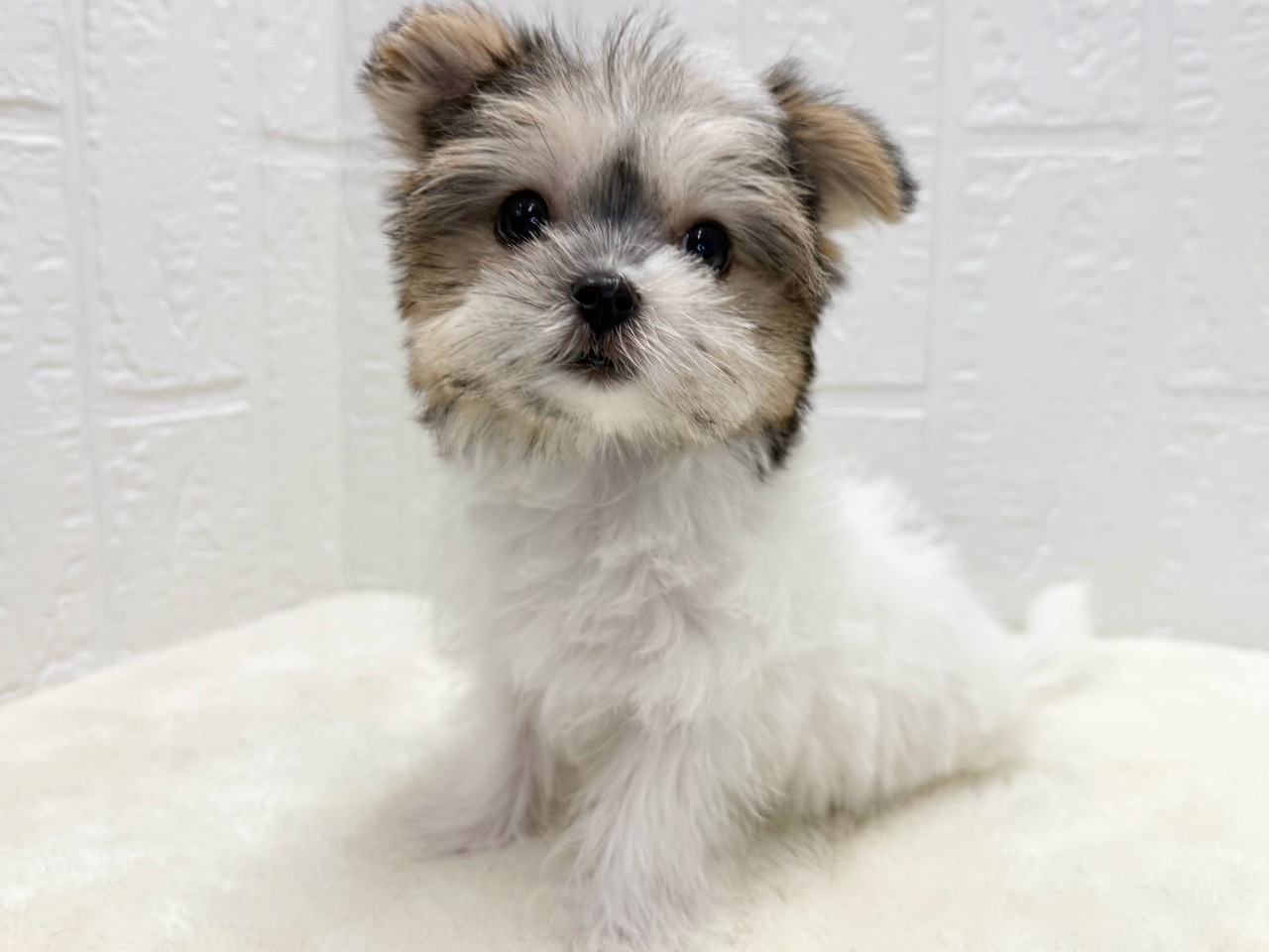 東京都のマルキー/マルヨーキー(マルチーズ×ヨークシャーテリア) (かねだい青梅店/2025年8月22日生まれ/女の子/トライカラー)の子犬の2枚目の画像