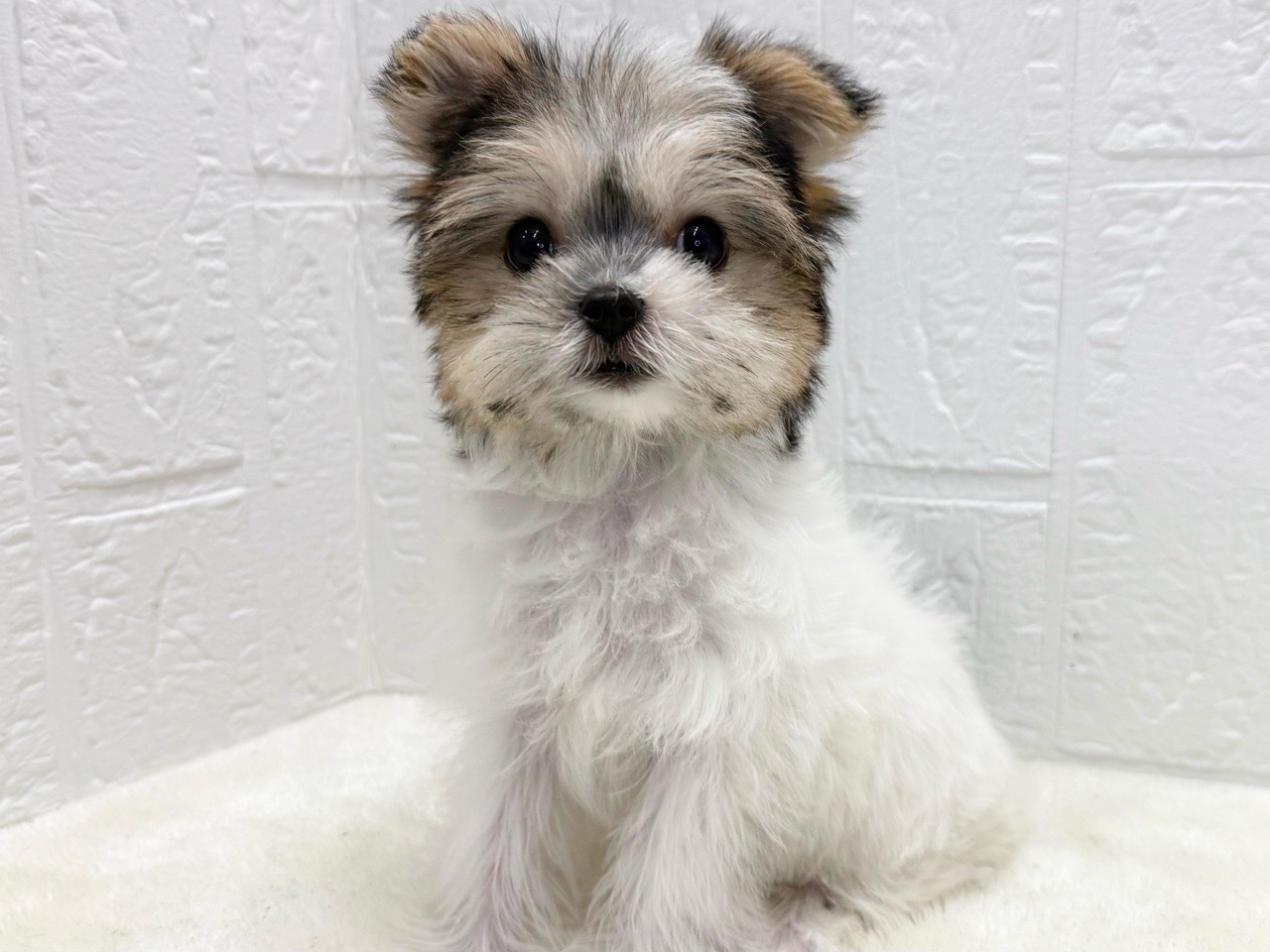 東京都のマルキー/マルヨーキー(マルチーズ×ヨークシャーテリア) (かねだい青梅店/2025年8月22日生まれ/女の子/トライカラー)の子犬の3枚目の画像