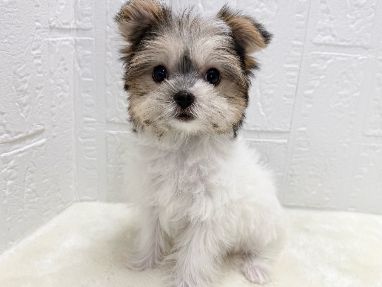 東京都のマルキー/マルヨーキー(マルチーズ×ヨークシャーテリア) (かねだい青梅店/2025年8月22日生まれ/女の子/トライカラー)の子犬の4枚目の画像