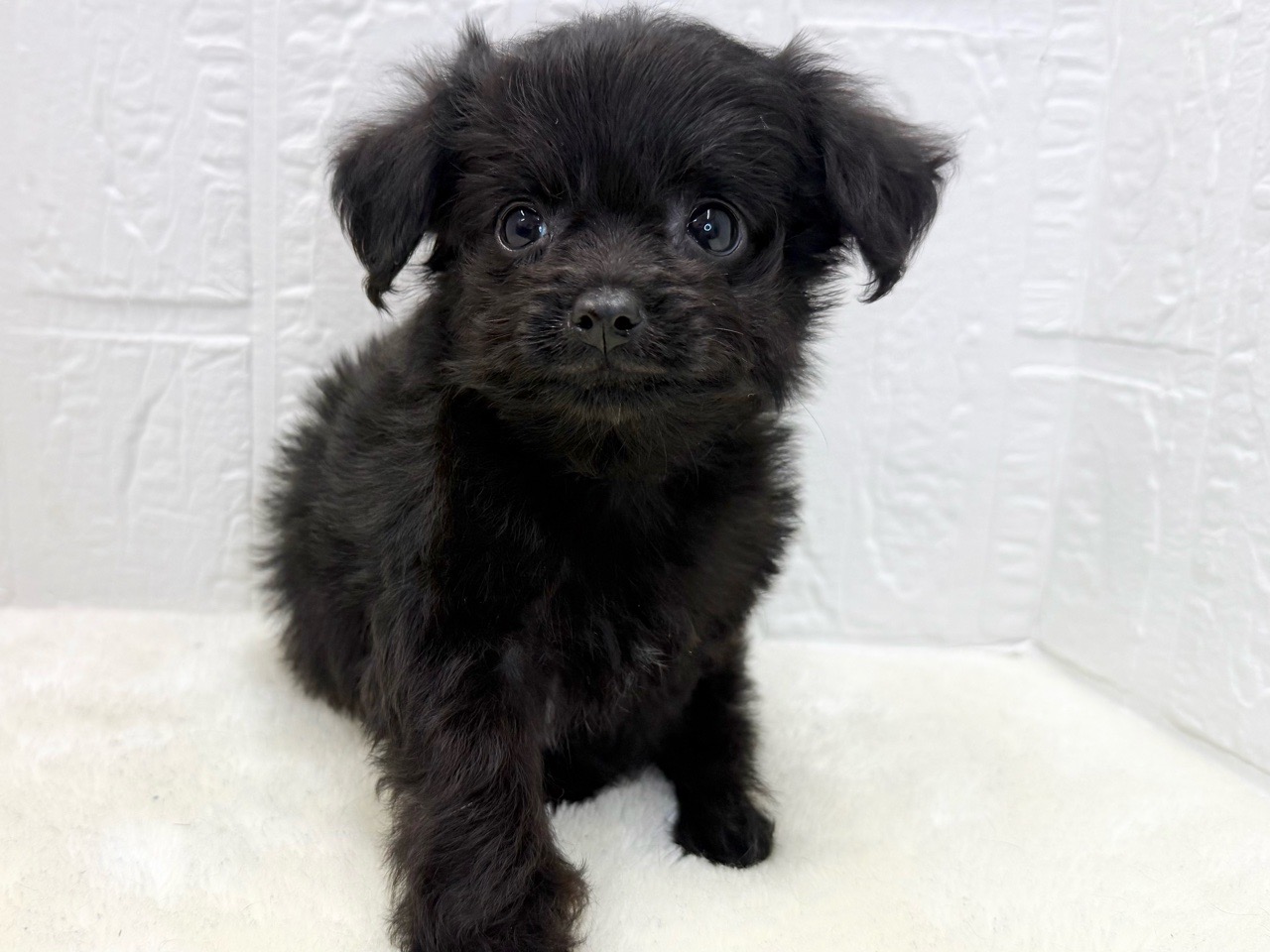 東京都のチワプー/プーチー(チワワ×プードル) (かねだい青梅店/2025年8月20日生まれ/男の子/ブラックホワイト)の子犬の2枚目の画像