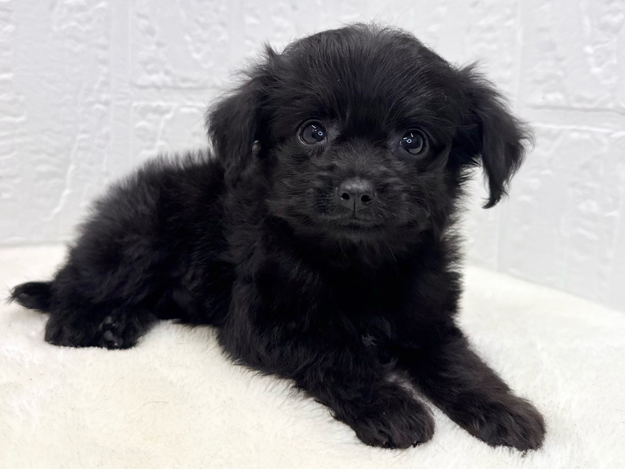 東京都のチワプー/プーチー(チワワ×プードル) (かねだい青梅店/2025年8月20日生まれ/男の子/ブラックホワイト)の子犬の3枚目の画像