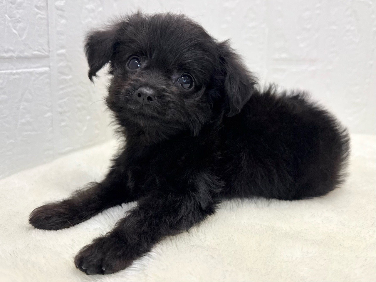 東京都のチワプー/プーチー(チワワ×プードル) (かねだい青梅店/2025年8月20日生まれ/男の子/ブラックホワイト)の子犬の4枚目の画像