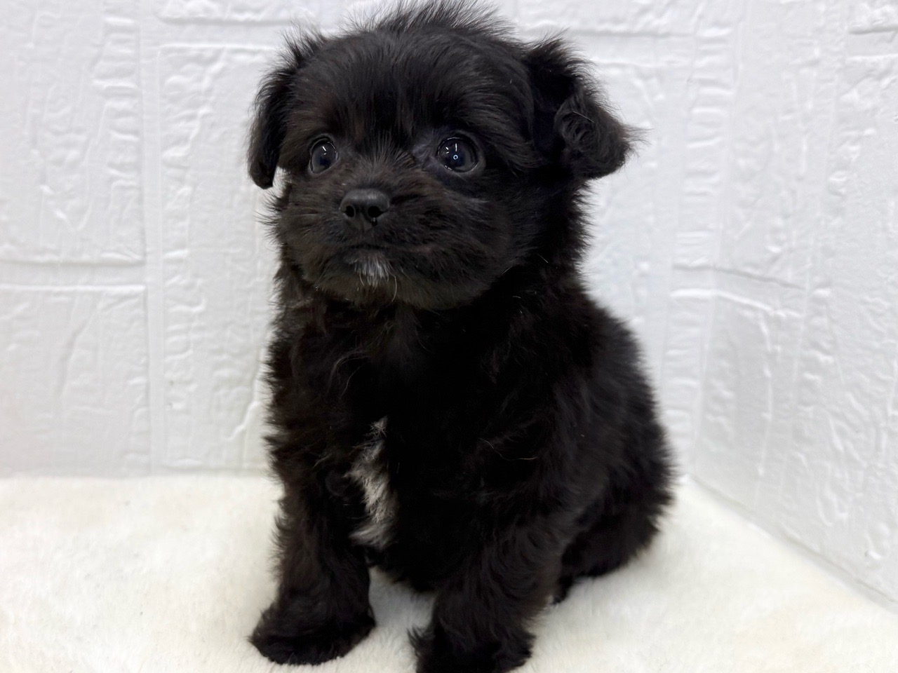 2025年8月20日生まれのチワプー/プーチー(チワワ×プードル)の3枚目の写真