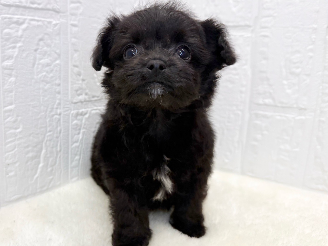 2025年8月20日生まれのチワプー/プーチー(チワワ×プードル)の4枚目の写真