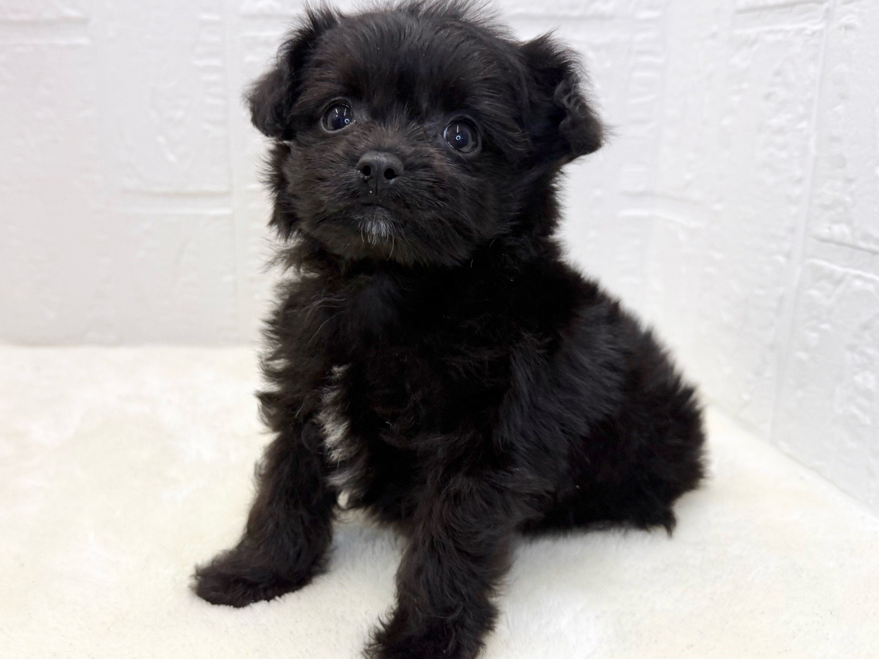 2025年8月20日生まれのチワプー/プーチー(チワワ×プードル)の5枚目の写真