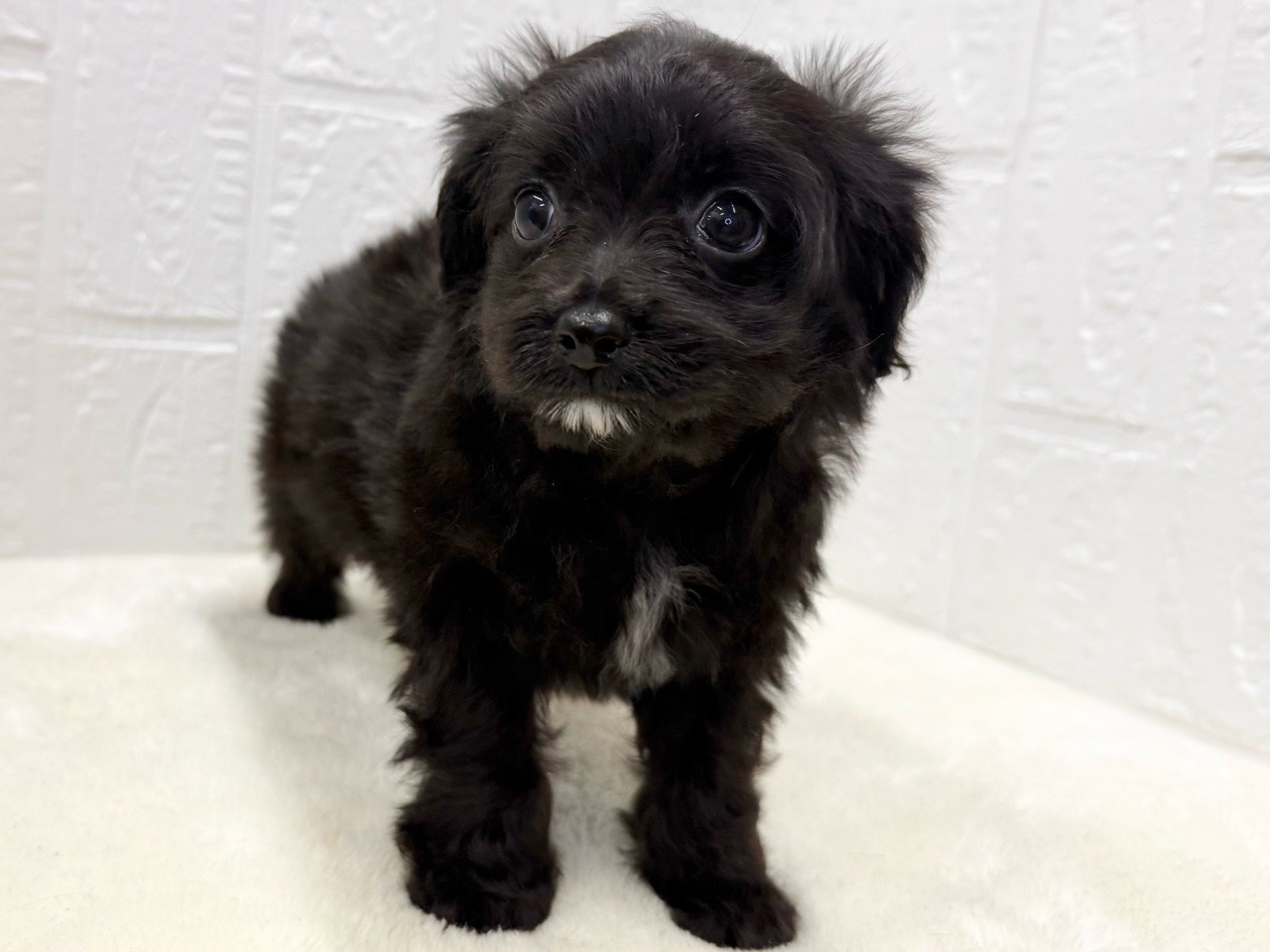 2025年8月20日生まれのチワプー/プーチー(チワワ×プードル)の3枚目の写真