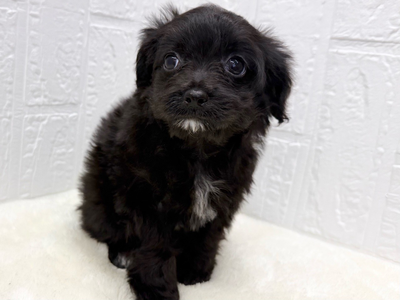 2025年8月20日生まれのチワプー/プーチー(チワワ×プードル)の4枚目の写真