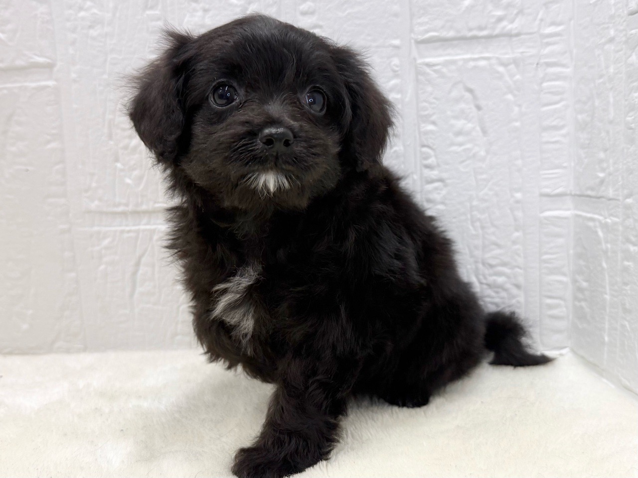 2025年8月20日生まれのチワプー/プーチー(チワワ×プードル)の5枚目の写真