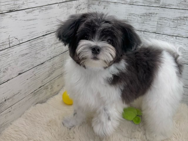 新潟県のハーフ犬・ミックス犬 (かねだいペットトライアル魚沼/2025年3月3日生まれ/男の子/ホワイトブラック)の子犬の1枚目の画像