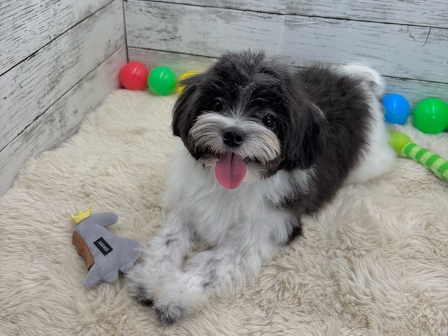 新潟県のハーフ犬・ミックス犬 (かねだいペットトライアル魚沼/2025年3月3日生まれ/男の子/ホワイトブラック)の子犬の2枚目の画像