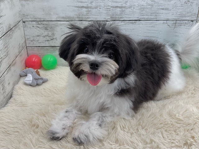 新潟県のハーフ犬・ミックス犬 (かねだいペットトライアル魚沼/2025年3月3日生まれ/男の子/ホワイトブラック)の子犬の3枚目の画像