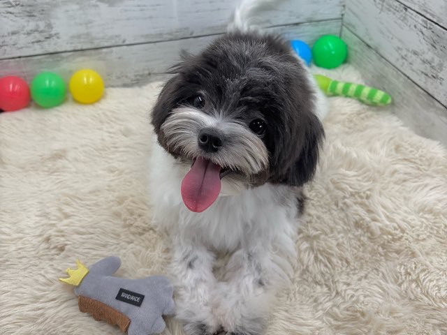 新潟県のハーフ犬・ミックス犬 (かねだいペットトライアル魚沼/2025年3月3日生まれ/男の子/ホワイトブラック)の子犬の4枚目の画像