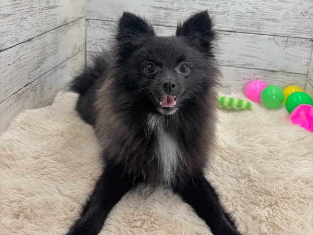 新潟県のポメラニアン (かねだいペットトライアル魚沼/2025年3月21日生まれ/女の子/ブラック)の子犬の1枚目の画像