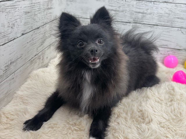 新潟県のポメラニアン (かねだいペットトライアル魚沼/2025年3月21日生まれ/女の子/ブラック)の子犬の2枚目の画像
