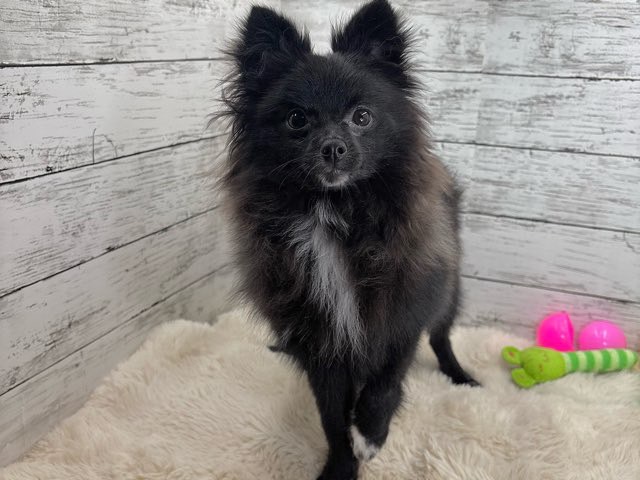 新潟県のポメラニアン (かねだいペットトライアル魚沼/2025年3月21日生まれ/女の子/ブラック)の子犬の3枚目の画像