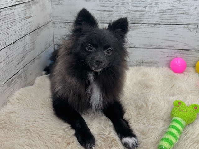 新潟県のポメラニアン (かねだいペットトライアル魚沼/2025年3月21日生まれ/女の子/ブラック)の子犬の4枚目の画像