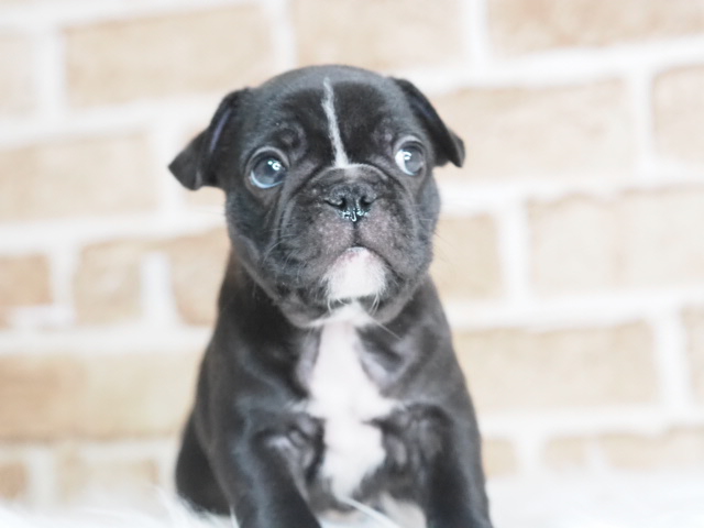 埼玉県のフレンチブルドッグ (かねだい戸田店/2025年9月1日生まれ/男の子/ブリンドル)の子犬の2枚目の画像