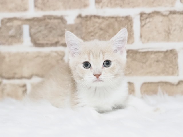 埼玉県のマンチカン (かねだい戸田店/2025年8月25日生まれ/女の子/クリームホワイト)の子猫