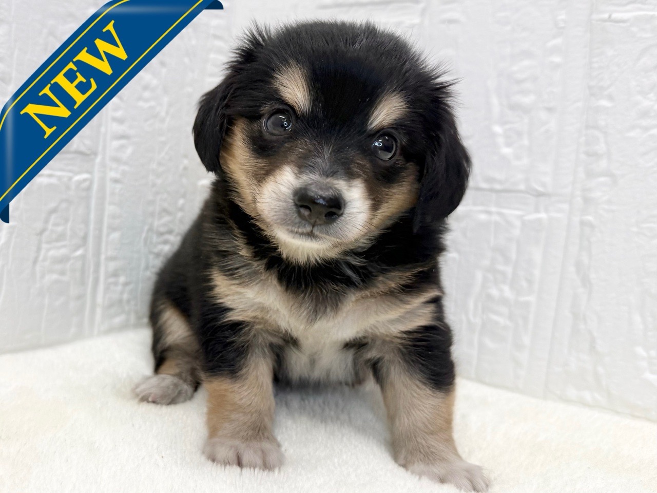 東京都のチワックス(チワワ×ダックス) (かねだい青梅店/2025年9月1日生まれ/男の子/ブラックタン)の子犬の1枚目の画像