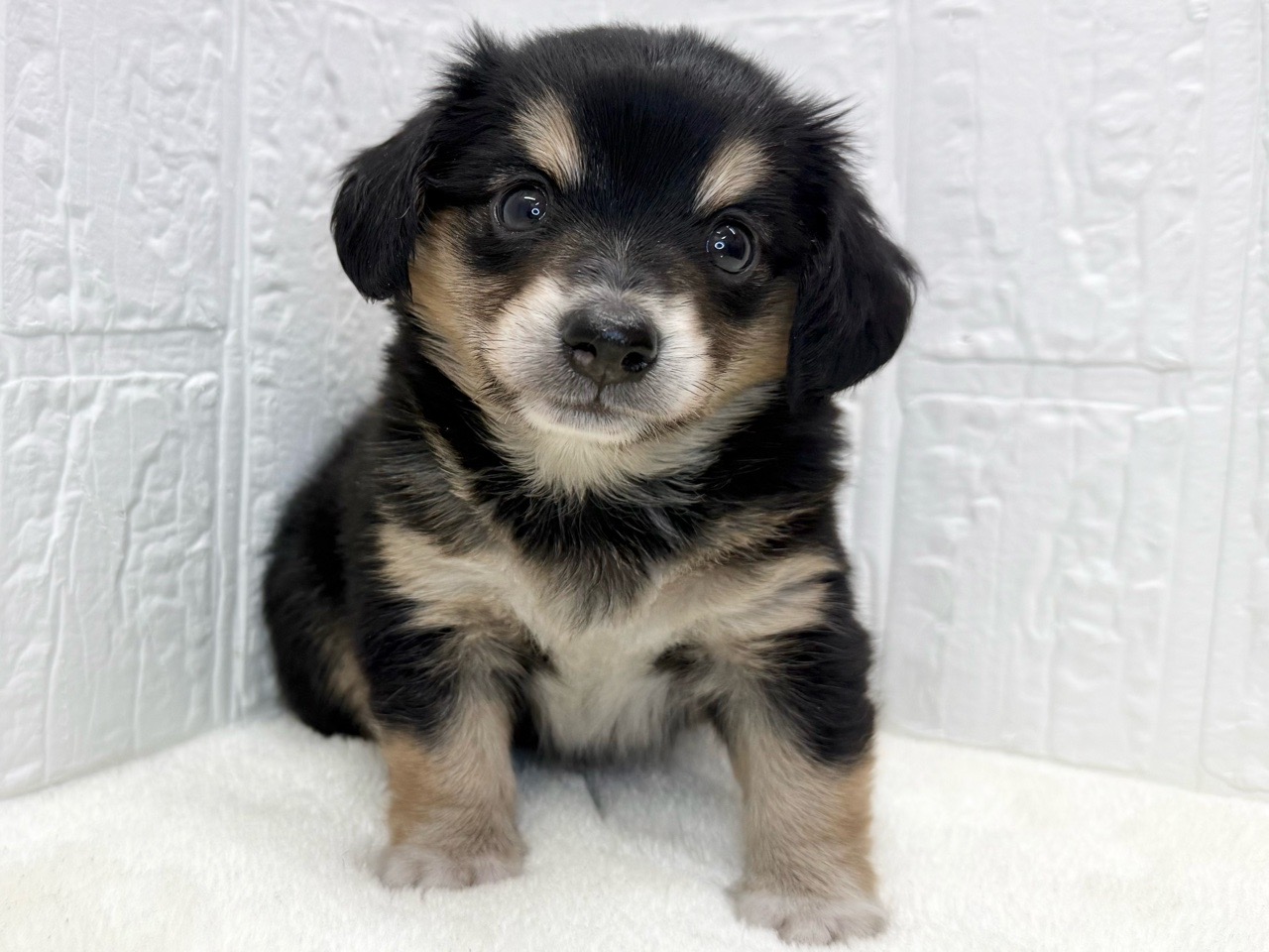 東京都のチワックス(チワワ×ダックス) (かねだい青梅店/2025年9月1日生まれ/男の子/ブラックタン)の子犬の2枚目の画像