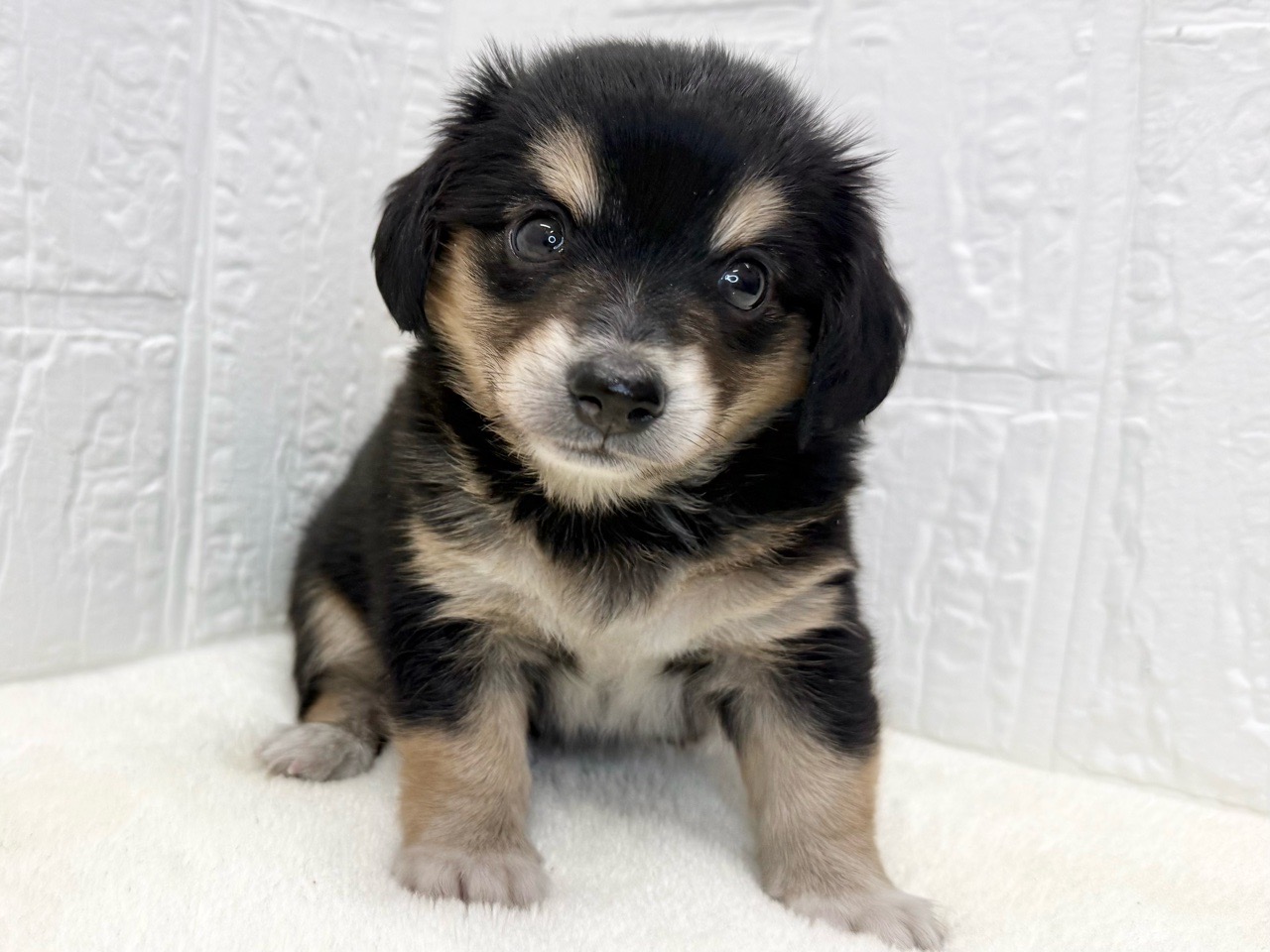 東京都のチワックス(チワワ×ダックス) (かねだい青梅店/2025年9月1日生まれ/男の子/ブラックタン)の子犬の3枚目の画像