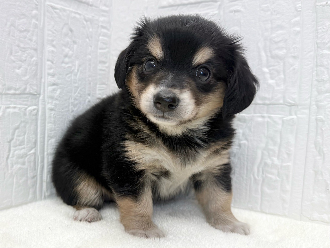 東京都のチワックス(チワワ×ダックス) (かねだい青梅店/2025年9月1日生まれ/男の子/ブラックタン)の子犬の4枚目の画像