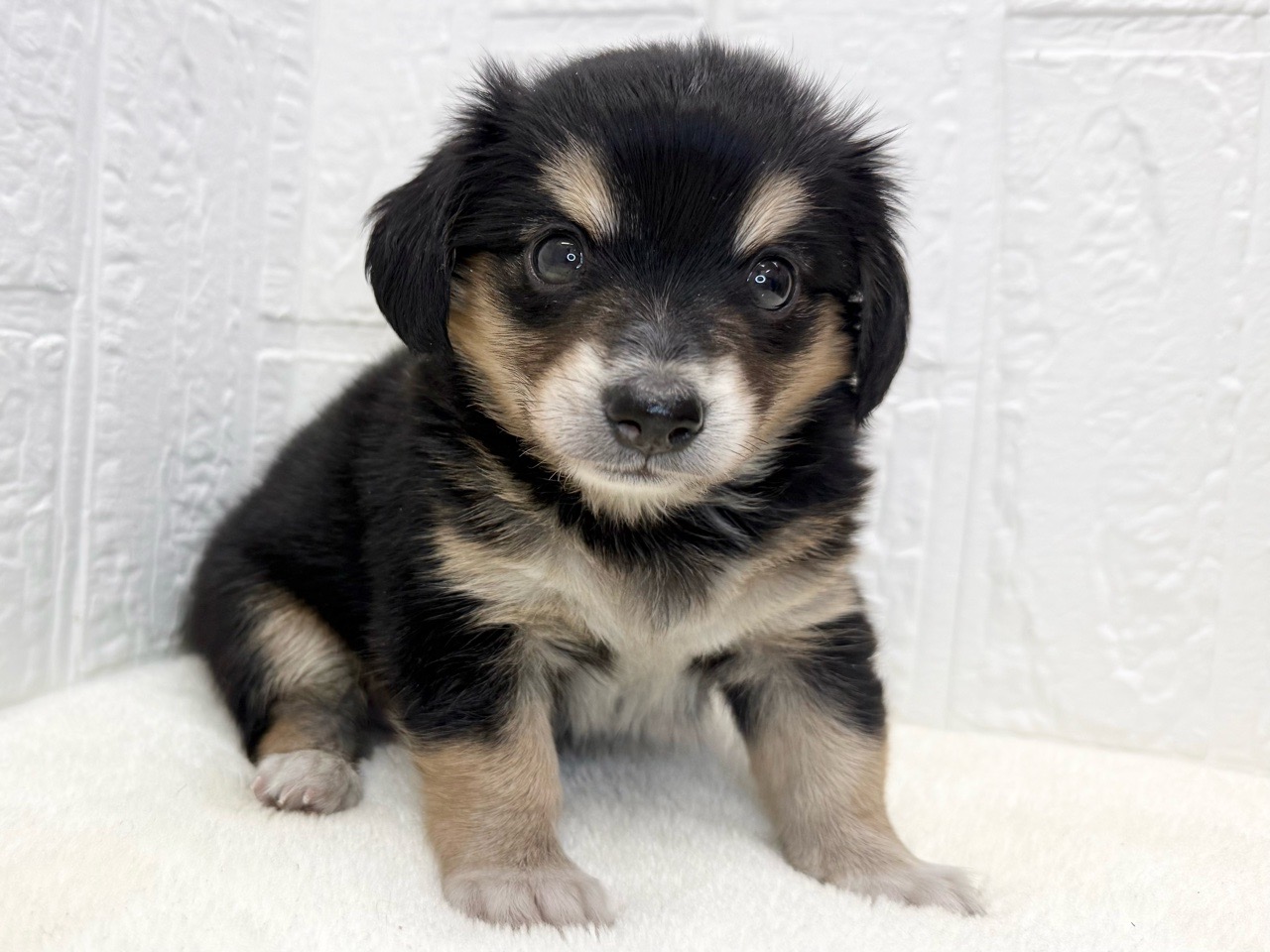 2025年9月1日生まれのチワックス(チワワ×ダックス)の5枚目の写真