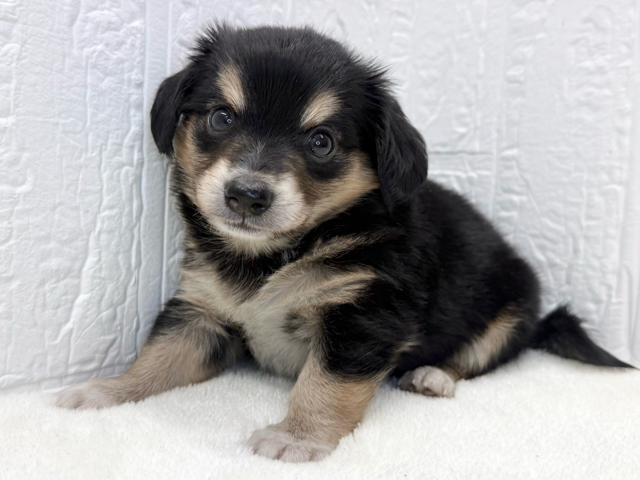 2025年9月1日生まれのチワックス(チワワ×ダックス)の6枚目の写真