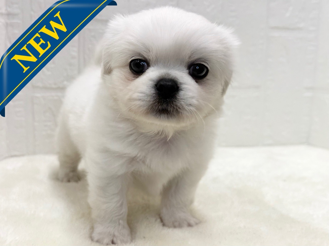 東京都のペキプー(ペキニーズ×プードル) (かねだい青梅店/2025年9月2日生まれ/男の子/ホワイト)の子犬の1枚目の画像