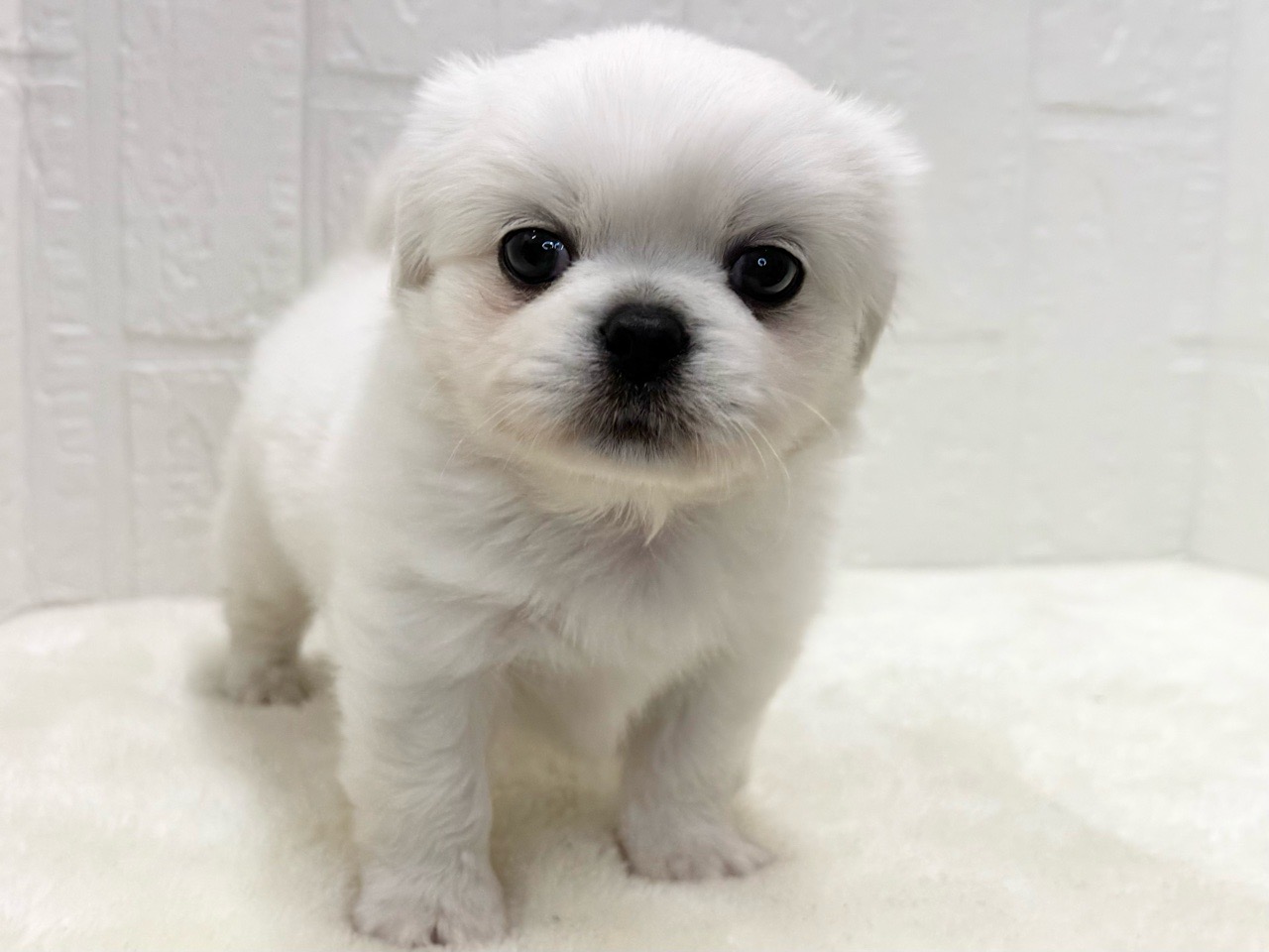 東京都のペキプー(ペキニーズ×プードル) (かねだい青梅店/2025年9月2日生まれ/男の子/ホワイト)の子犬の2枚目の画像