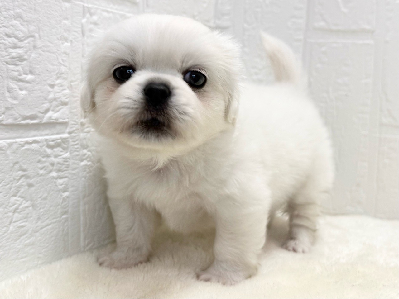 東京都のペキプー(ペキニーズ×プードル) (かねだい青梅店/2025年9月2日生まれ/男の子/ホワイト)の子犬の3枚目の画像