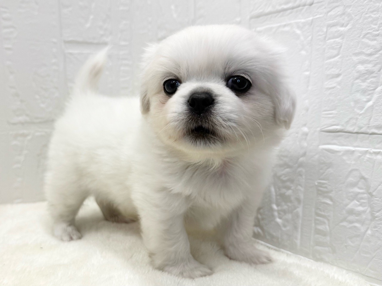 東京都のペキプー(ペキニーズ×プードル) (かねだい青梅店/2025年9月2日生まれ/男の子/ホワイト)の子犬の4枚目の画像